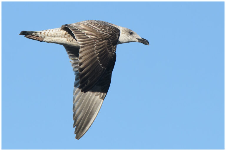 gråtrut - Larus argentatus