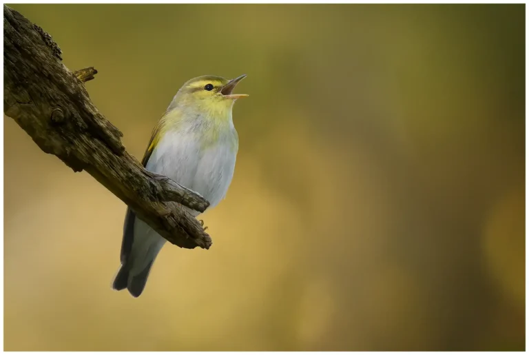 Grönsångare, Phylloscopus sibilatrix, sjungande i grön skog – svensk naturfotografering.