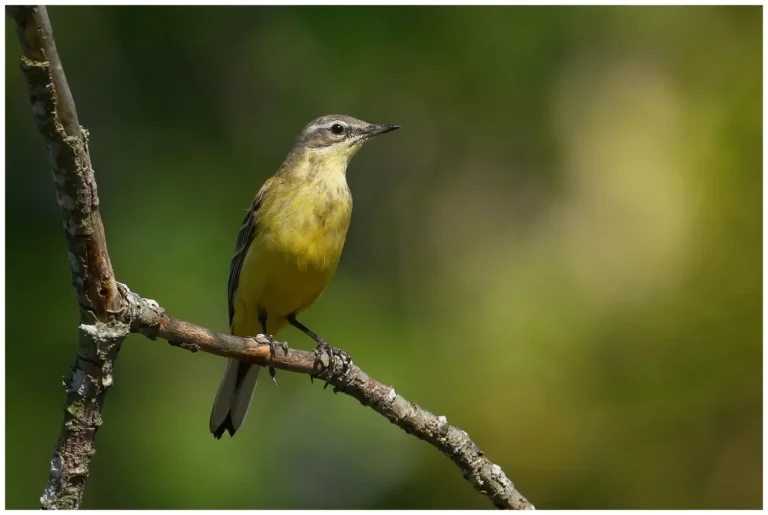 Gulärla (Motacilla flava) sitter på en gren i vårgrön natur i Sverige.