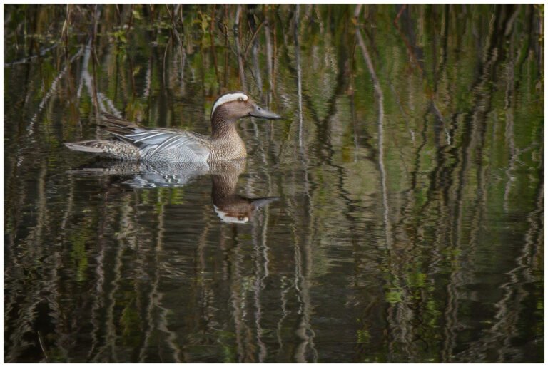 Årta - Garganey Årta - Anas querquedula