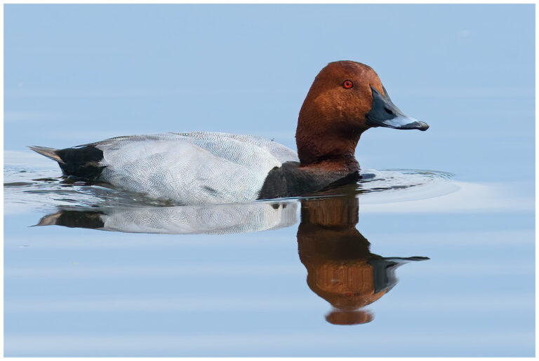 Brunand - Common Pochard brunand hane