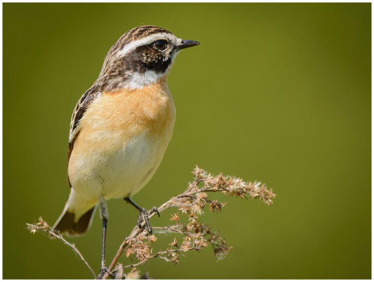 Buskskvätta - Whinchat Buskskvätta - (Whinchat)