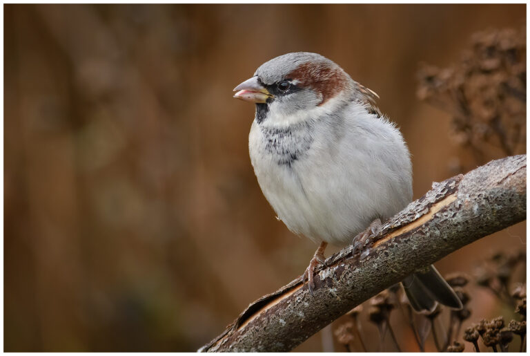Gråsparv - House Sparrow Gråsparv - Passer domesticus