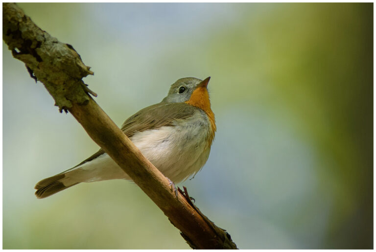 Mindre Flugsnappare - Red-breasted Flycatcher hane mindre flugsnappare sitter på en gren i skogen