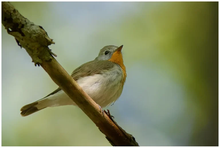 hane mindre flugsnappare sitter på en gren i skogen
