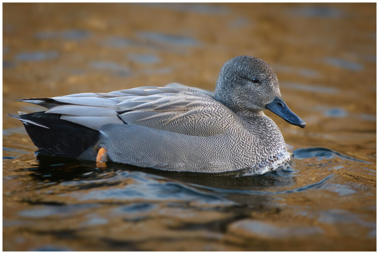 Snatterand - Gadwall hane snatterand