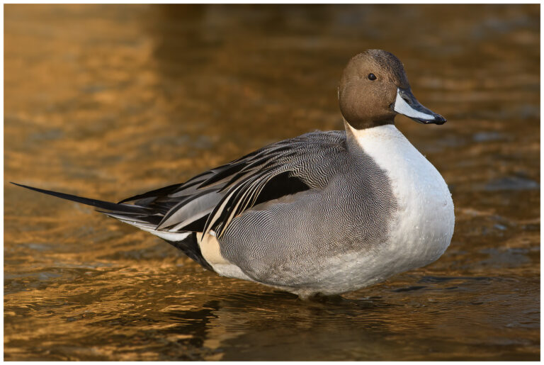 Stjärtand - Northern Pintail hane stjärtand