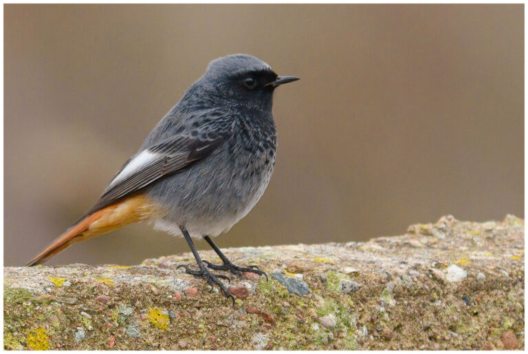 Svart rödstjärt - Black Redstart Svart rödstjärt Phoenicurus ochruros - hane