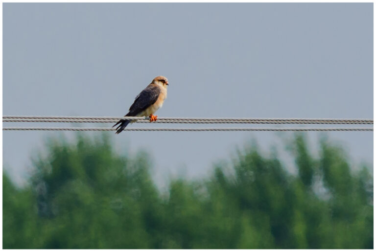 Aftonfalk - Falco vespertinus - hona