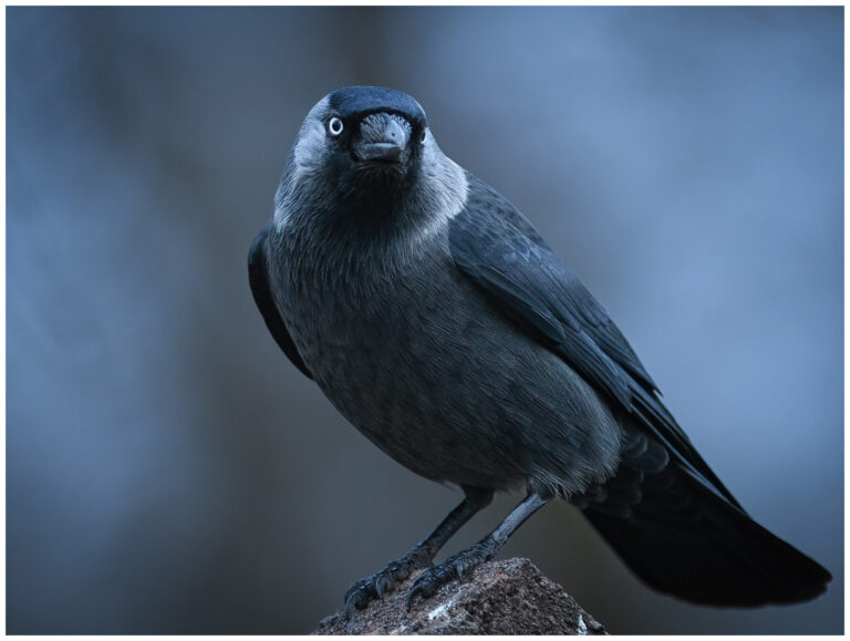 Kaja - Western Jackdaw kaja