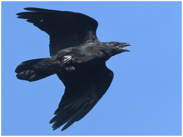 Korp - Raven Korp - (Raven) - flyger