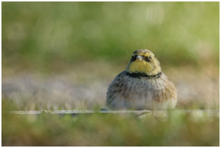 Berglärka - Horned Lark berglärka