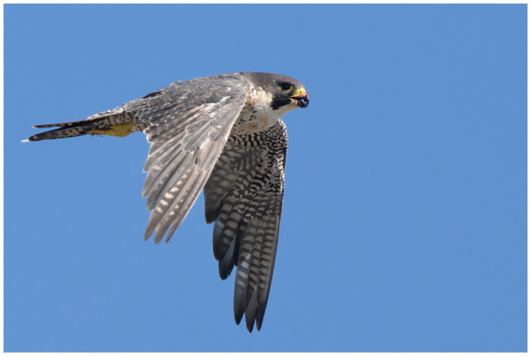 Naturphoto - min sida om fåglar i naturen fåglar i naturen,fågelbilder