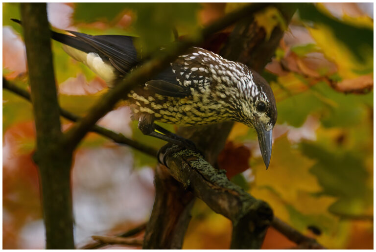 Nötkråka - Spotted Nutcracker nötkråka - (spotted - nutcracker)