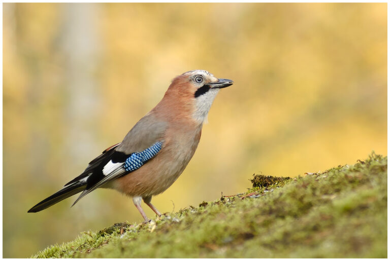 Nötskrika - Eurasian Jay Nötskrika - (Eurasian Jay)