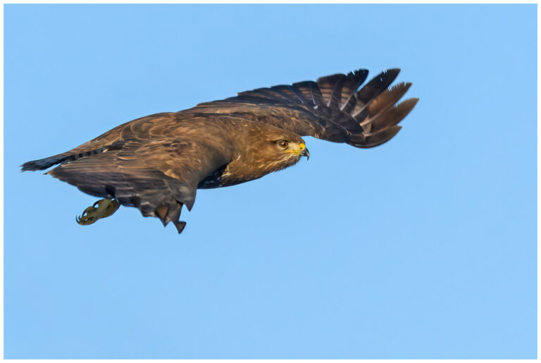 Ormvråk - Common Buzzard flygande ormvråk