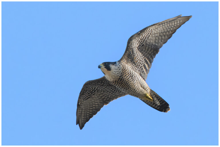 adult Pilgrimsfalk - Falco peregrinus