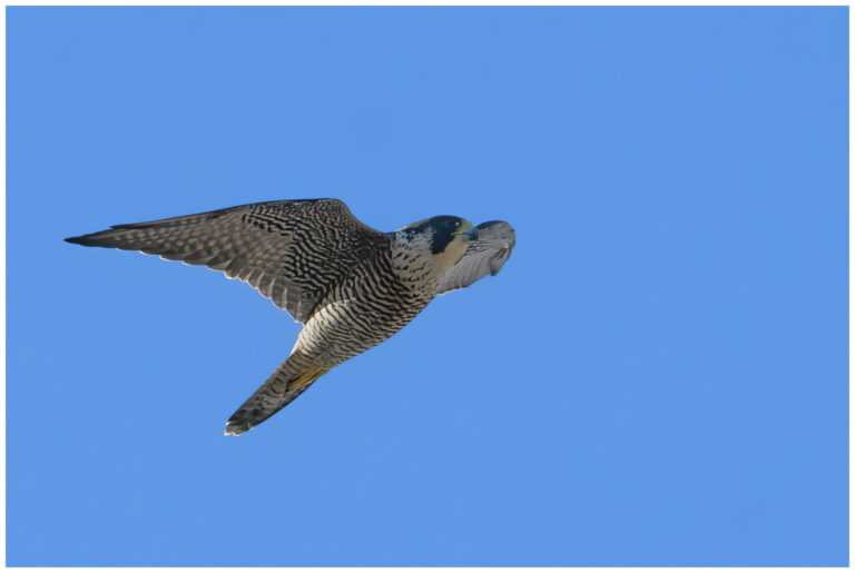 Falco peregrinus