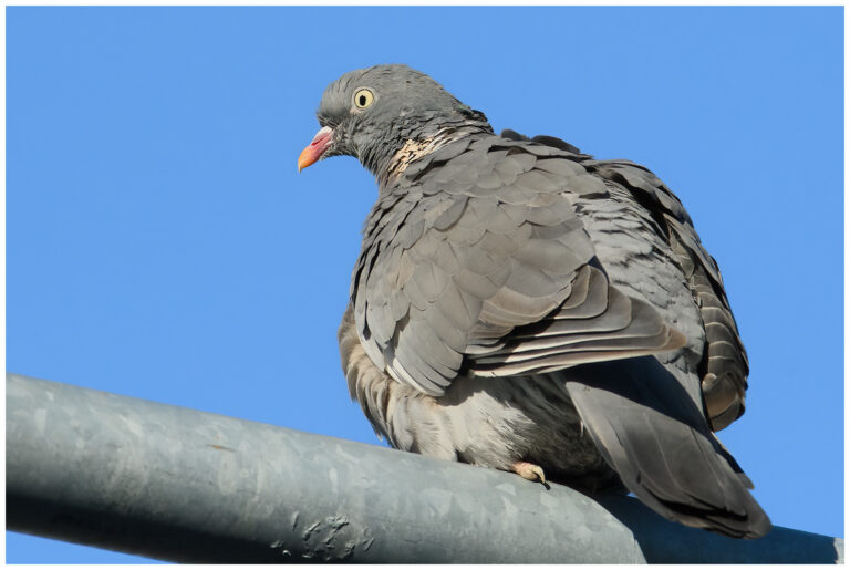 Ringduva - Columba palumbus