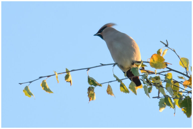 Sidensvans - Bombycilla garrulus