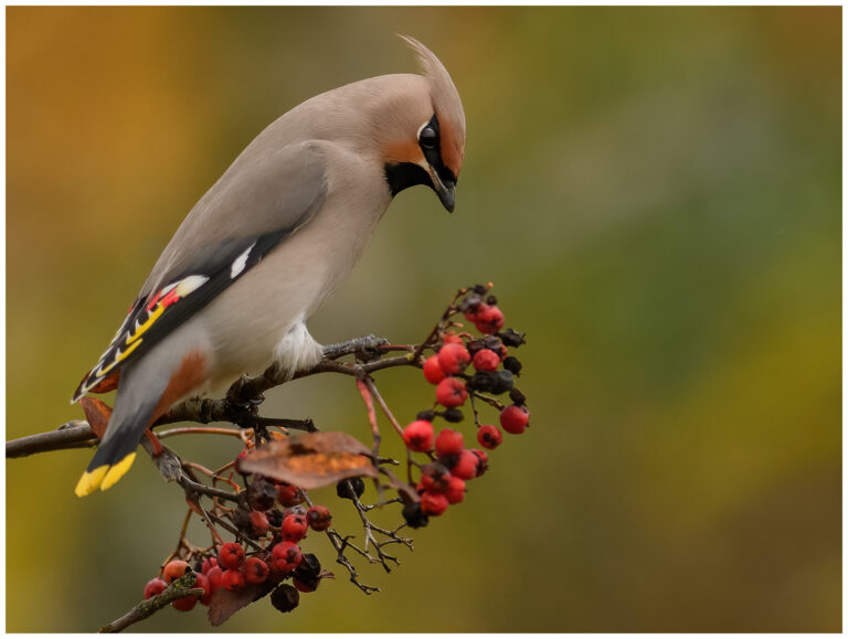 Sidensvans - Bombycilla garrulus