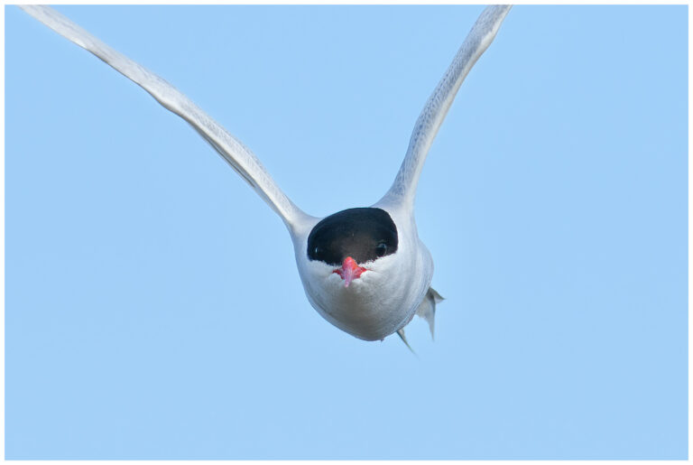 Silvertärna - Arctic Tern silvertärna flyger