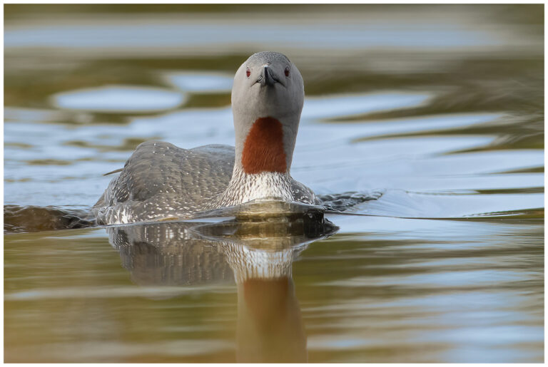Smålom - Red-throated Diver simmande silltrut