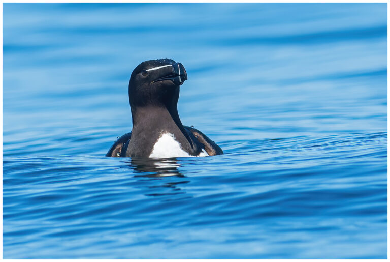 Tordmule - Razorbill tordmule som simmar
