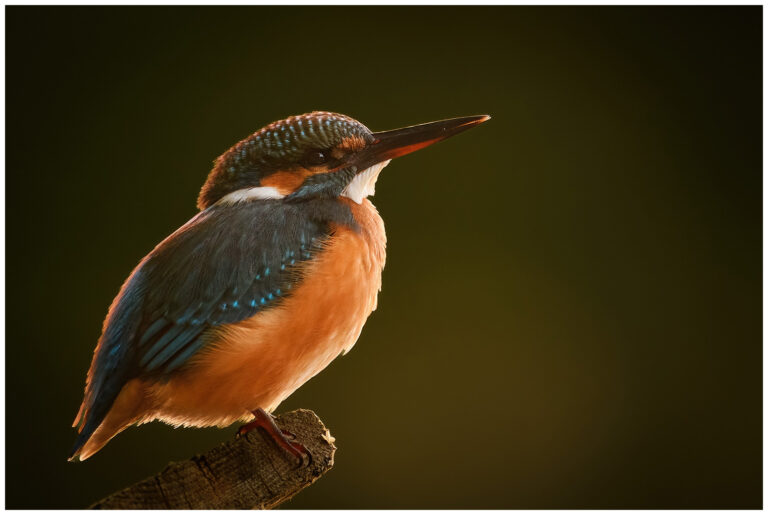 Kungsfiskare - Kingfisher kungsfiskare på en gren