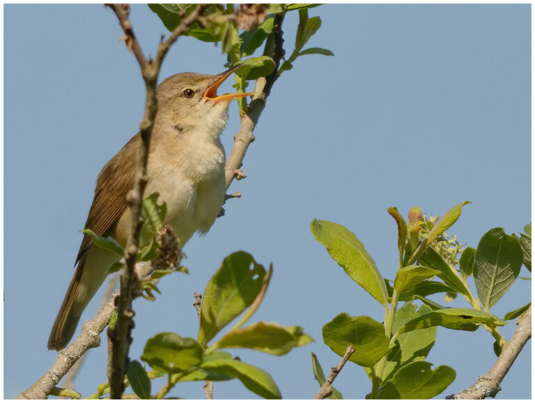 Busksångare - Blyth’s Reed Warbler Busksångare - (Blyth’s Reed Warbler) - sjunger
