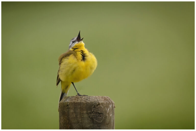 Gulärla - Yellow Wagtail gulärla som sjunger