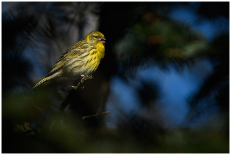 Gulhämpling - (European Serin)