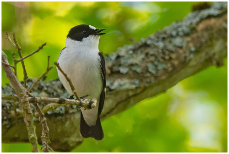 Halsbandsflugsnappare - Collared Flycatcher Halsbandsflugsnappare – (Collared Flycatcher)