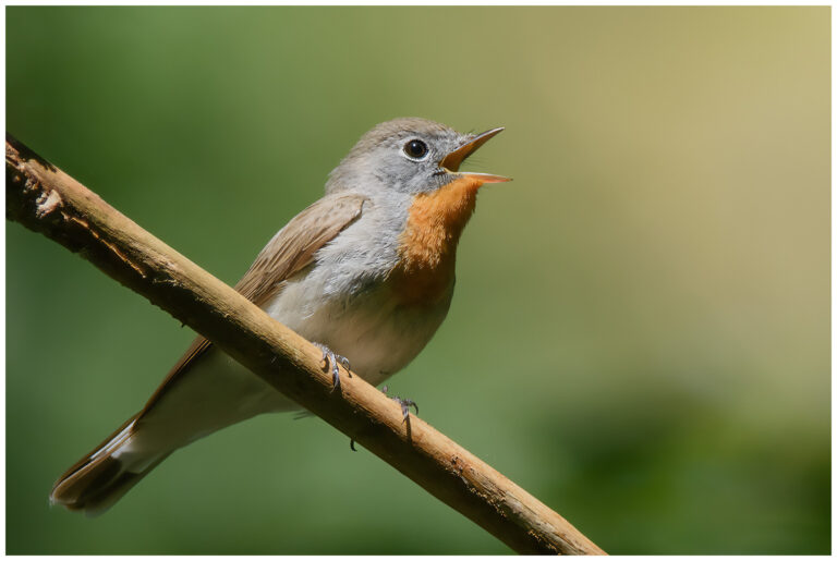 Mindre Flugsnappare - Red-breasted Flycatcher hane mindre flugsnappare som sjunger