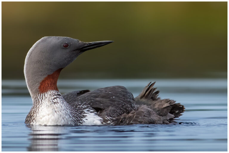 Naturphoto - min sida om fåglar i naturen Naturphoto - min sida om fåglar i naturen