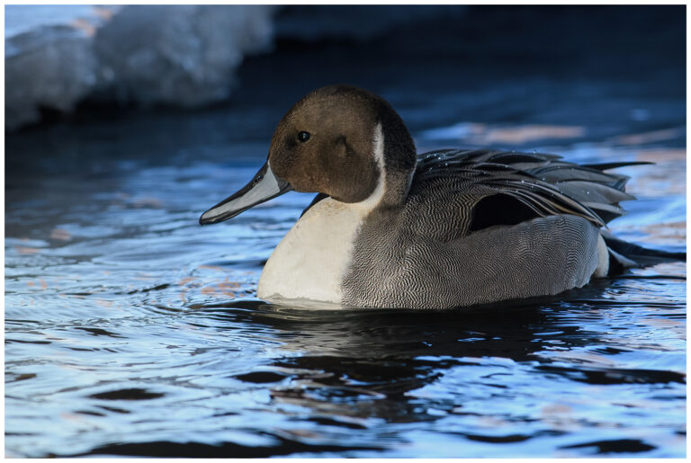 Stjärtand - Northern Pintail en adult hane stjärtand