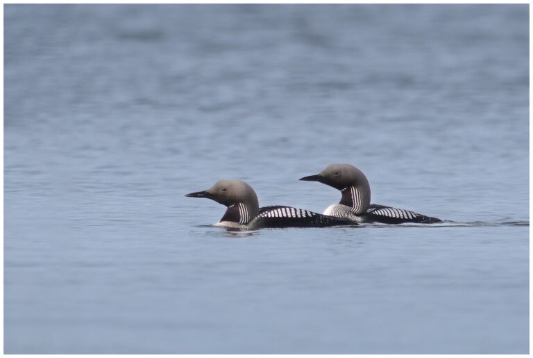 Storlom - Black-throated Diver storlommar simmande