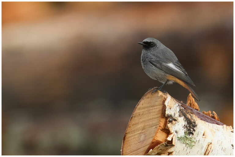 Svart rödstjärt - Black Redstart