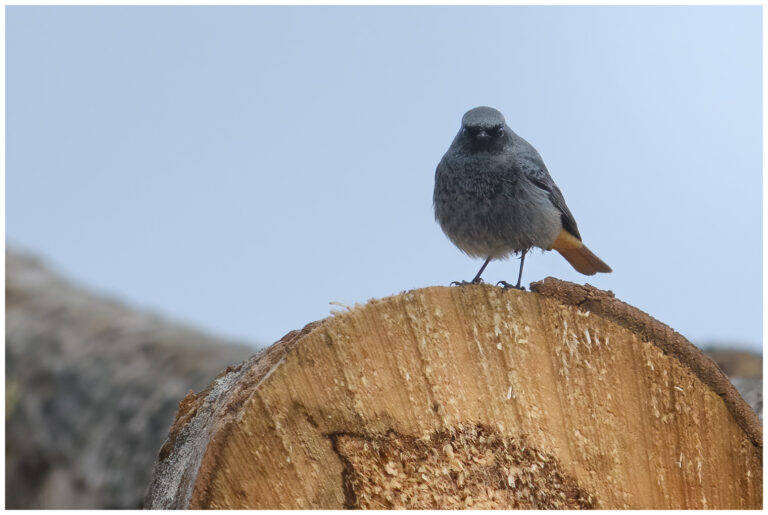 Svart rödstjärt - Black Redstart Black Redstart