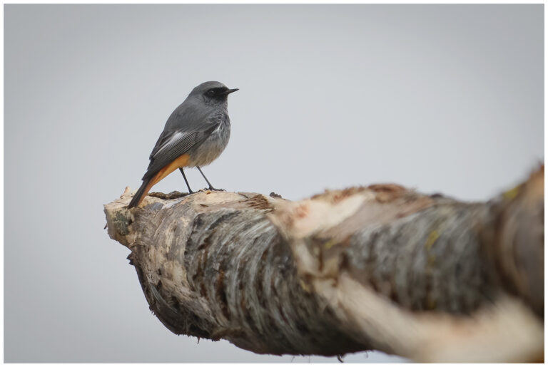 Svart rödstjärt - Black Redstart hane - Phoenicurus ochruros