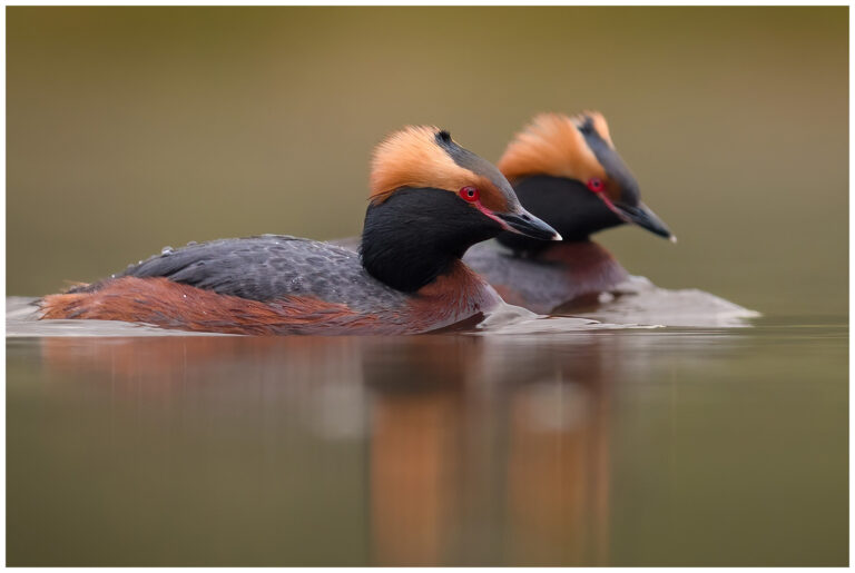 Svarthakedopping - Horned Grebe ett par Svarthakedopping - Podiceps auritus