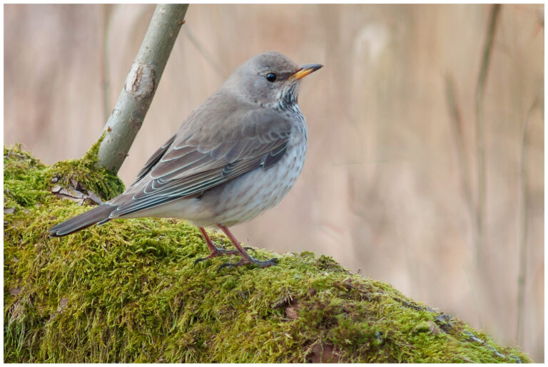 Svarthalsad Trast - Dark throated Thrush Svarthalsad Trast - Turdus atrogularis