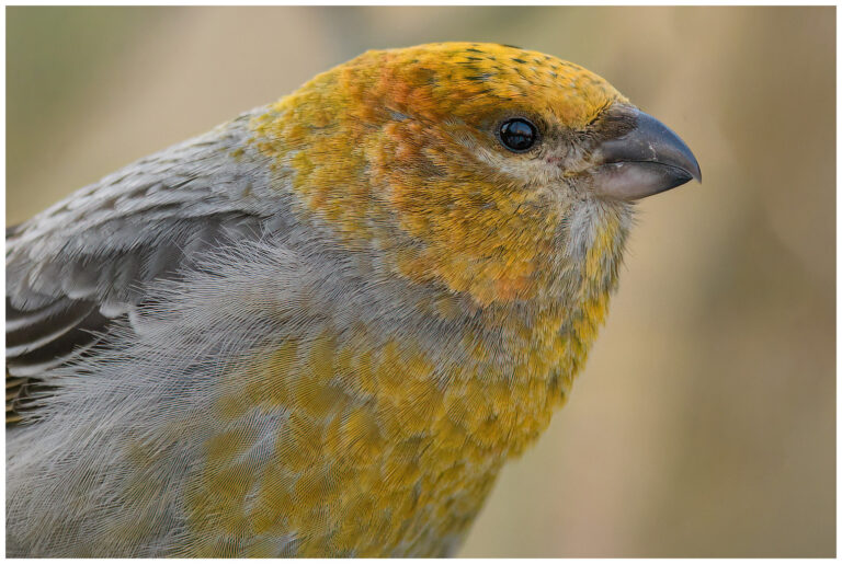 Tallbit - Pine grosbeak Tallbit - (Pine grosbeak)