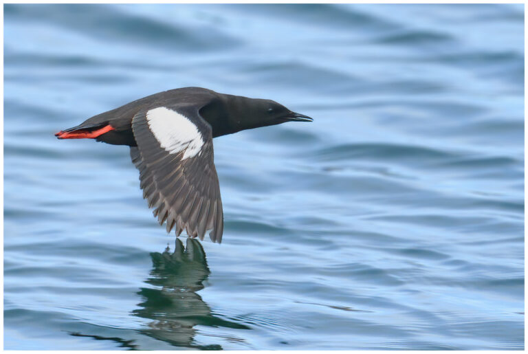 Tobisgrissla - Black Guillemot tobisgrissla
