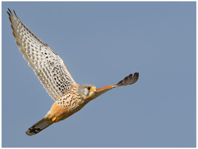 Tornfalk - Common Kestrel Tornfalk - )Common Kestrel) - hane flyger