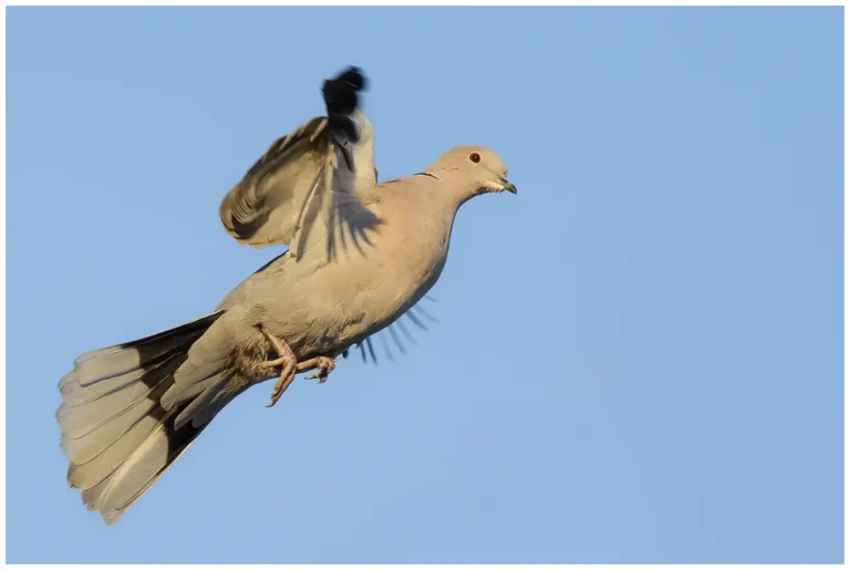 Turkduva - Eurasian Collared Dove Turkduva (Eurasian Collared Dove) i flykt över Norrköping