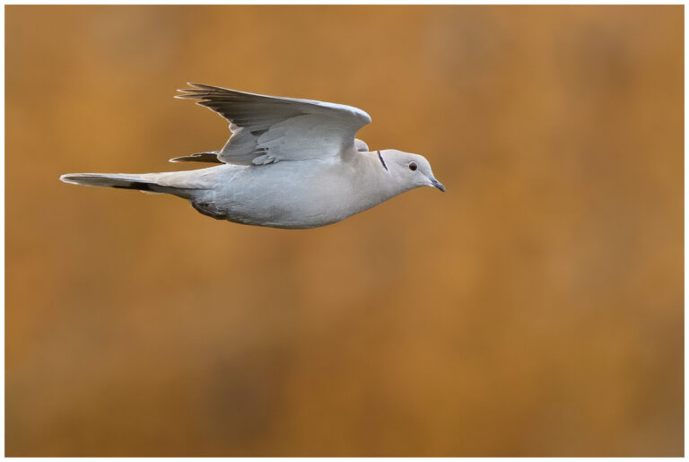 Turkduva - Eurasian Collared Dove Turkduva flygande