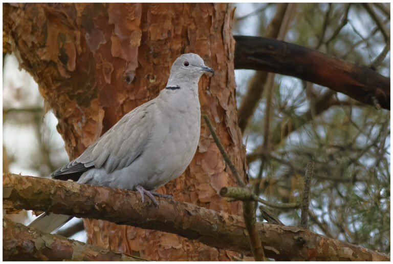 Turkduva - Eurasian Collared Dove Turkduva - Streptopelia decaocto