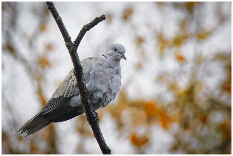 Turkduva - Eurasian Collared Dove turkduvor i träd