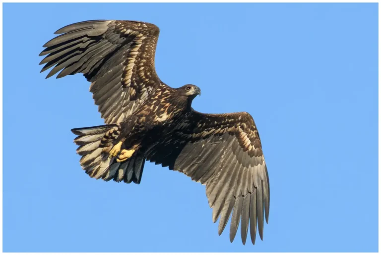 Ung havsörn flyger högt mot en klarblå himmel, fotograferad i svensk natur.